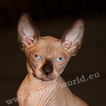 sphynx_15 (RACE)